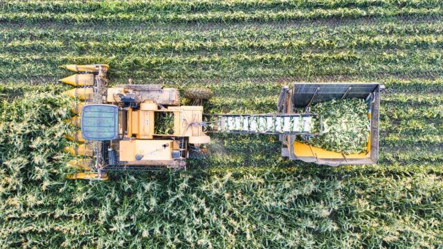 USDA a redus producția mondială de porumb la 1.290,95 milioane de tone și a coborât stocurile