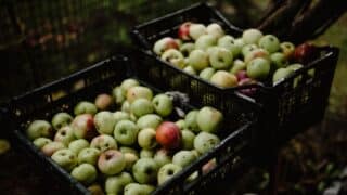 Recolta de mere a Europei ar putea scădea cu 15,5% în 2026, estimează WAPA. Stocurile amână presiunea asupra prețurilor