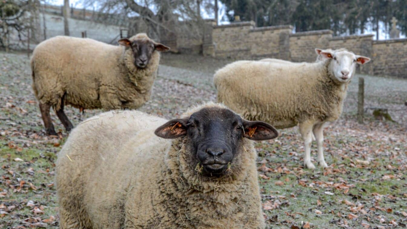 România a trecut pe 4 septembrie de analiza tehnică a planului ANSVSA, iar exporturile de ovine și caprine intră în etapa