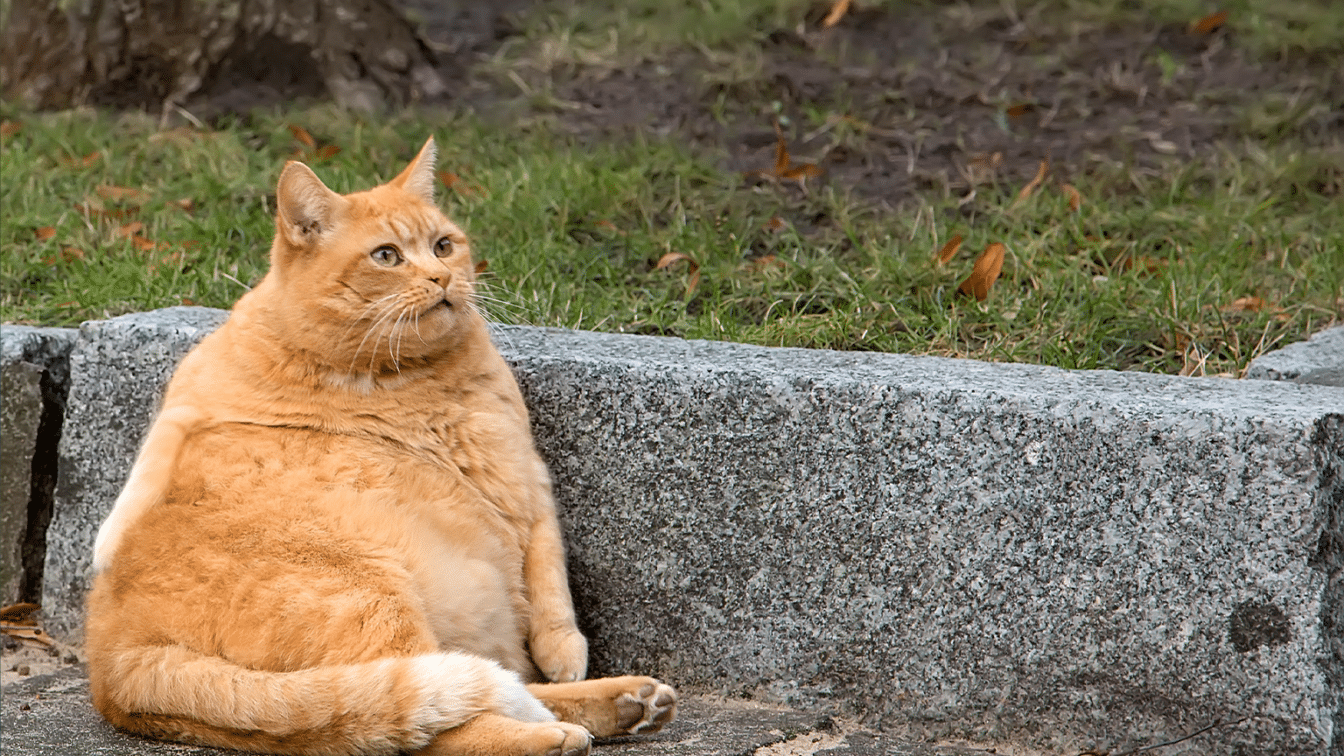 Maine Coon: caracter, îngrijire, hrană și cât costă întreținerea în România