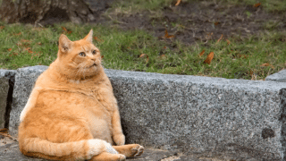 Maine Coon: caracter, îngrijire, hrană și cât costă întreținerea în România