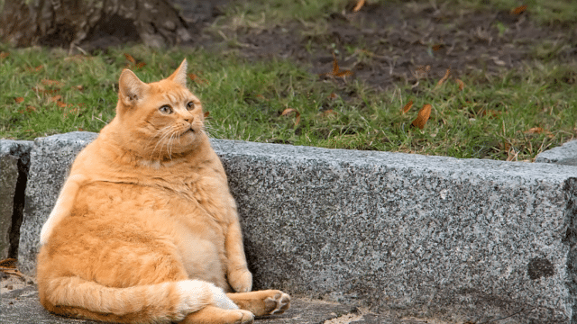 Maine Coon: caracter, îngrijire, hrană și cât costă întreținerea în România